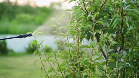 A tree is being sprayed with a sprayer, close-up in slow motion Stock Footage 314631708