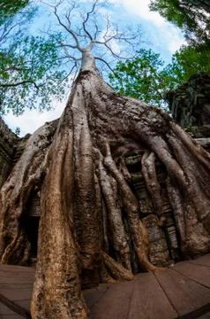 Tree from below fish eye Ta Prohm Stock Photos