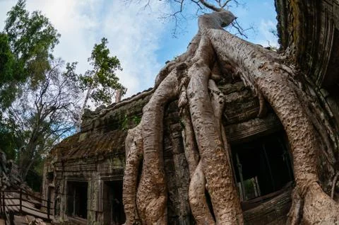 Tree from below fish eye Ta Prohm Stock Photos