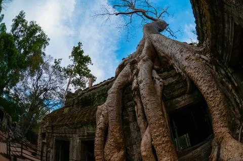 Tree from below fish eye Ta Prohm 写真素材