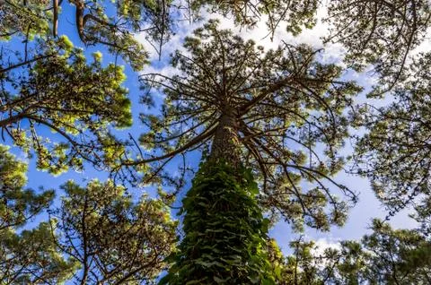 A tree from below in the forest of Villa Gesell, Argentina Stock Photos