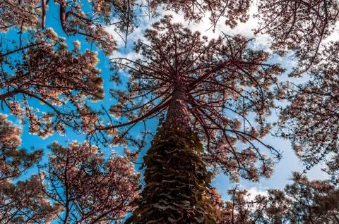 A tree from below in the forest of Villa Gesell, Argentina Stockfoto's
