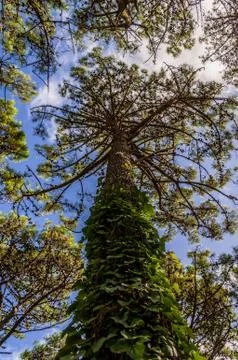 A tree from below in the forest of Villa Gesell, Argentina Stock Photos