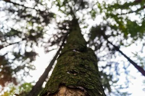Tree from below Stock Photos