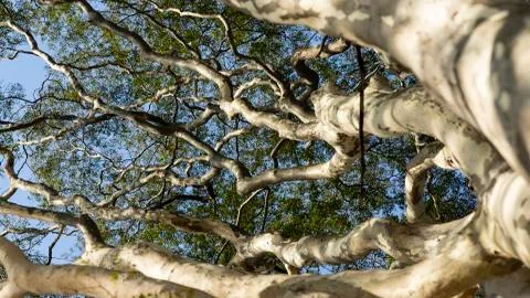 The tree from below. Stock Photos