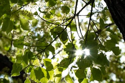 Tree from below Foto stock