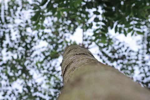 Tree from below Stock Photos