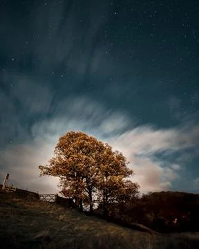 Tree below stars Stock Photos