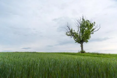 A tree with a bench and a green field with a copy space Stock Photos