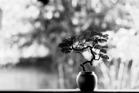 Tree bending from the wire in a pot decorated in the garden. Stock Photos