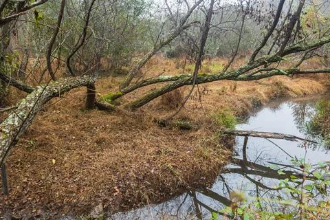 Tree Bends Low Over Creek At North Georgia Wetland Фото