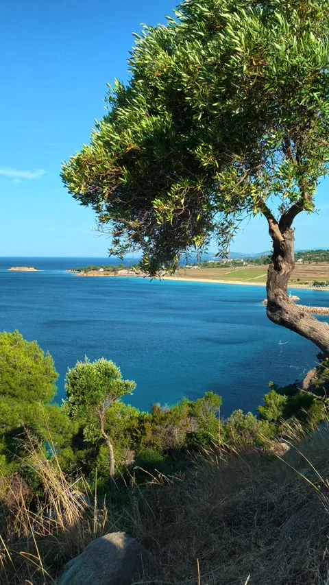 Tree bends in wind above calm sea. Lagomandra, Greece. Vertical Stock-Footage 339624340