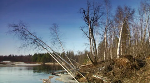 The tree bent down and ready to fall in the river Stock Footage 37368185