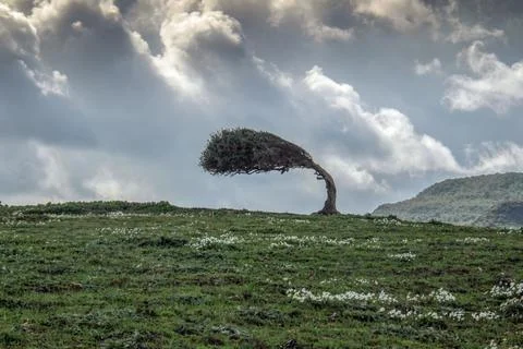 A Tree Bent from the Force of the Wind Stock Photos