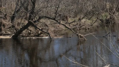 The tree bent over a small river. Spring landscape Stock Footage 188649641