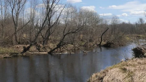 The tree bent over a small river Stock Footage 191084099