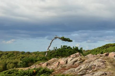 The tree bent under the prolonged force of the wind Stock Photos