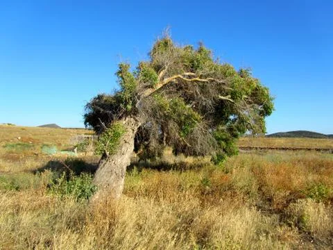Tree bent by the wind Stock Photos