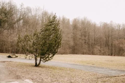 A tree is bent in the wind Stock Photos
