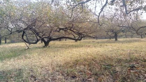 This is the tree of ber Stock Photos