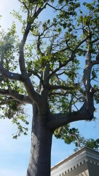 Tree in Bermuda Stock Photos