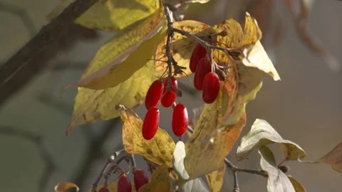 Tree Berries Scattering in the Wind Vídeos de archivo 334511175