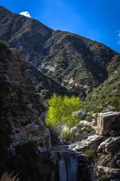 Tree Beside Flowing Waterfall Stock Photos