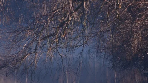 Tree beside the river inn Stock Footage 126757513