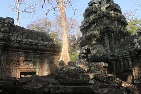 Tree between broken, rubble, rocks, in ancient khmer city angkor wat, cambodia Stock Photos