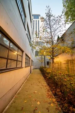 Tree between buildings Stock Photos