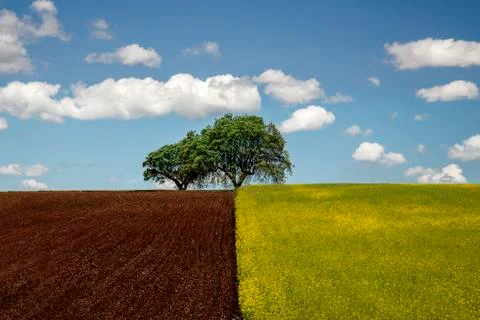 Tree between earth and green. Portugal, Alentejo Stock Photos