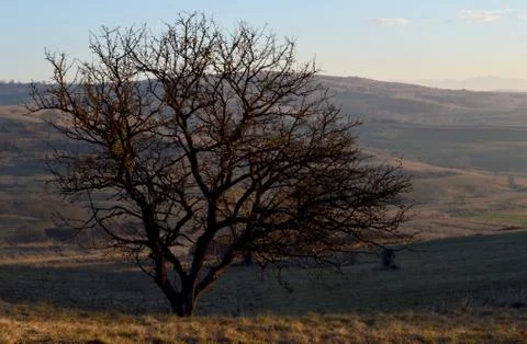 Tree between the hills Stock Photos