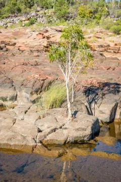 Tree between Rocks Stock Photos