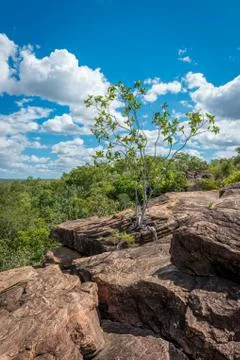 Tree between Rocks Stock Photos