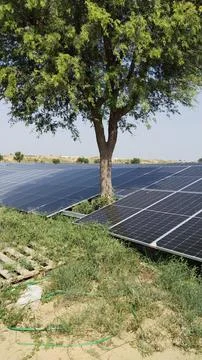 Tree in between solar module Stock Photos