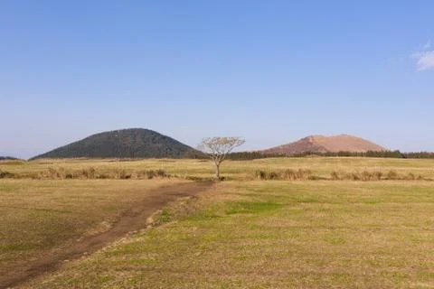  Tree between two hills Stock Photos
