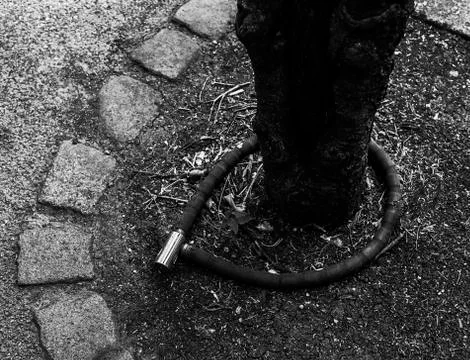 Tree with a bicycle lock around Foto stock