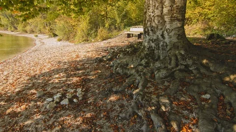 The tree with big and long roots at the shore Bohinj lake Stock Footage 119148387