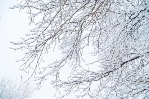 Tree big branch under thick fluffy snow 스톡 사진