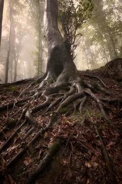 Tree with big roots in enchanted forest with fog on Halloween Stock Photos