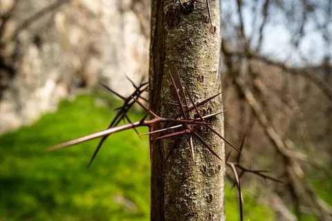 Tree with big thorns Stock Photos
