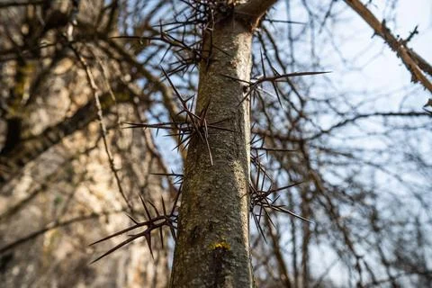 Tree with big thorns Stock Photos