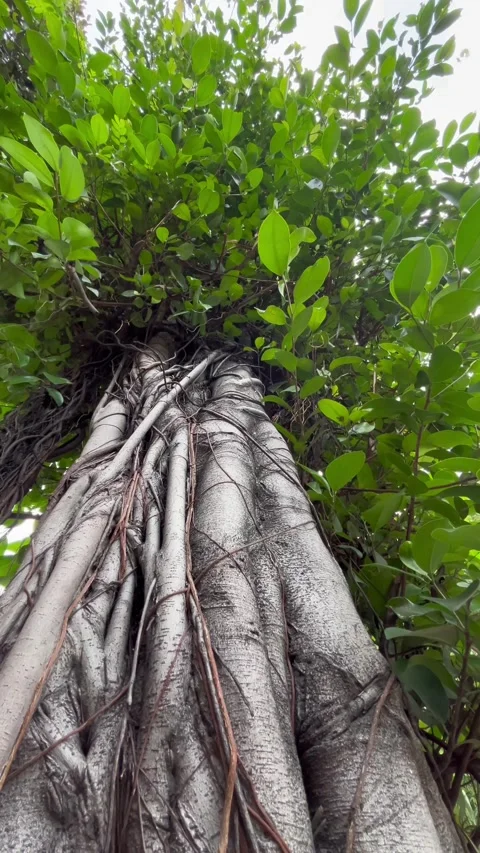 Tree with big trunk and moving leaves for background Stock Footage 304316665