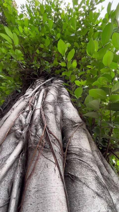 Tree with big trunk and moving leaves for background Stock Footage 304316675