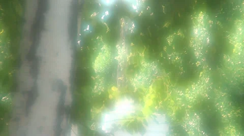 Tree birch in autumn Stock Footage 33596429