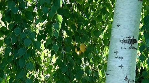Tree birch in autumn in September month Stock-Footage 33594769