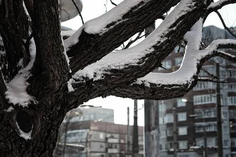 Tree birch bare winter sky various objects of the winter season and lansca... Foto stock