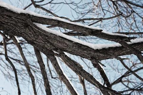 Tree birch bare winter sky various objects of the winter season and lansca... Foto stock