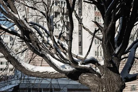 Tree birch bare winter sky various objects of the winter season and lansca... Foto stock