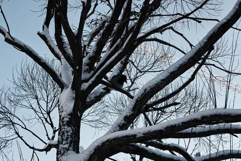 Tree birch bare winter sky various objects of the winter season and lansca... Foto stock